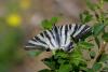 Iphiclides feisthamelii